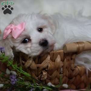 Gracie, Bichon Frise Puppy